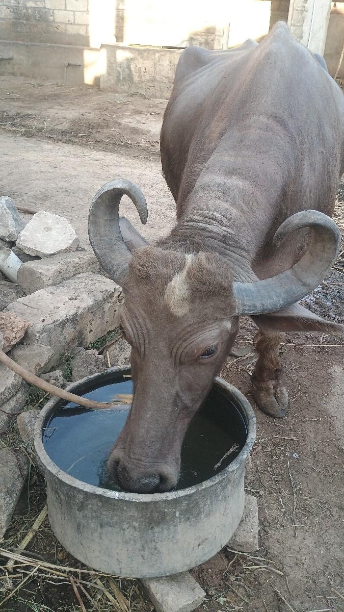 थंबनेल 3