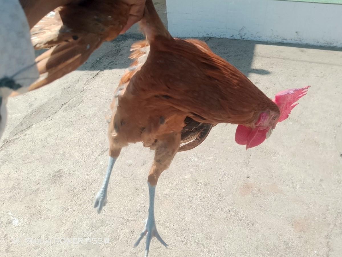 थंबनेल 2