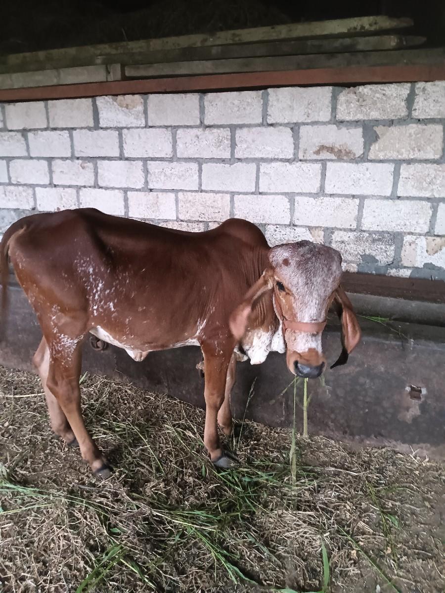 થંબનેલ 2