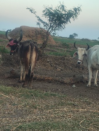 ગોઢલા વેચવા ના છે