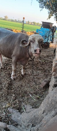 ભેસ વેચવાની છે