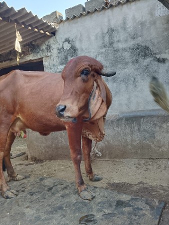 ગાય વેચવાની છે
