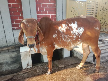 थंबनेल 3