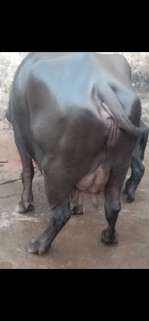 थंबनेल 2