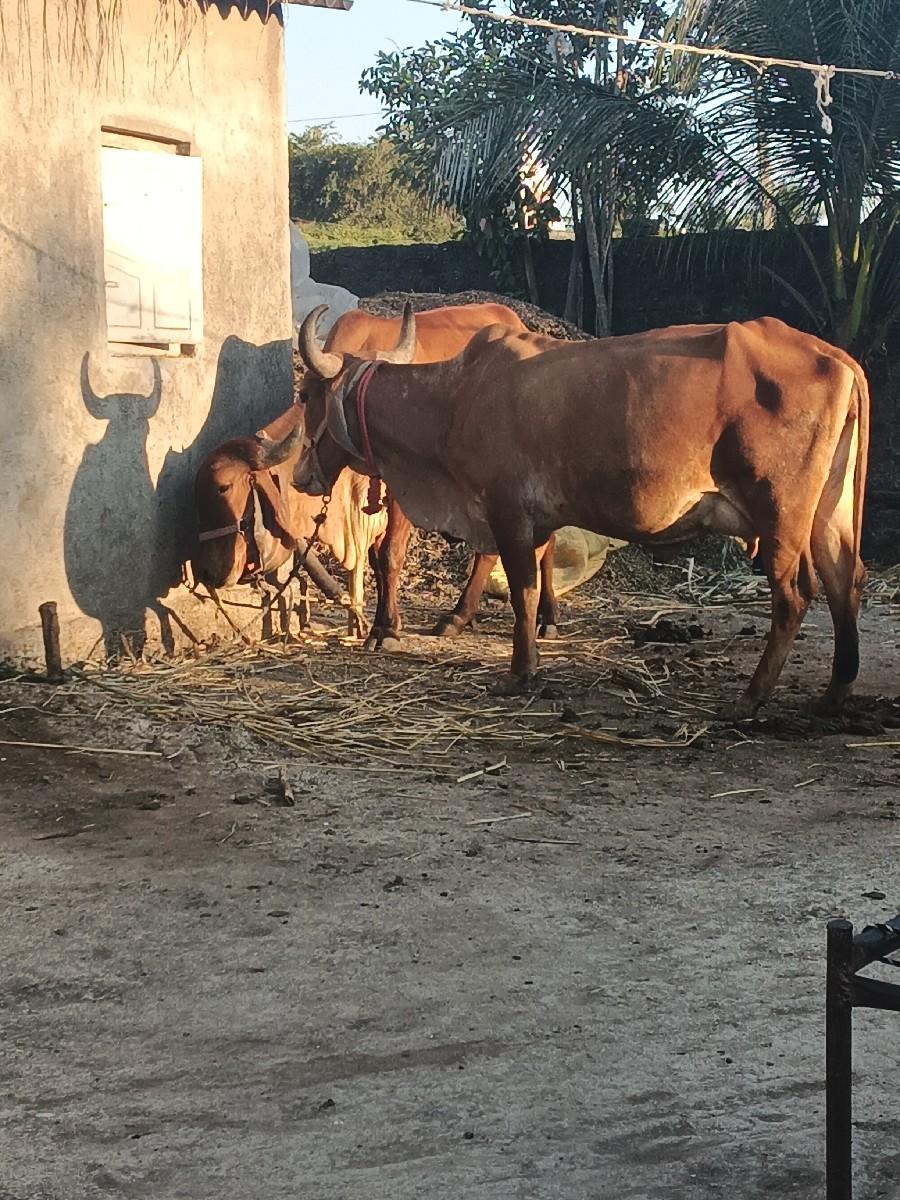 थंबनेल 3