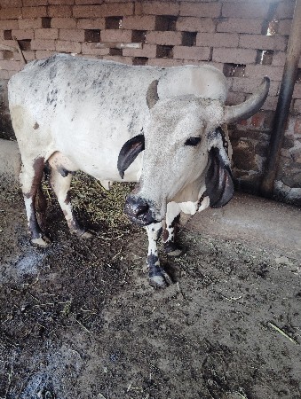 ગાય વેચવાની છે