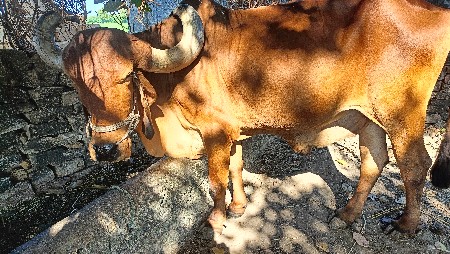 બળદ વેસવા નો છે . જમણી સાઈડ હલે