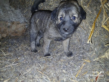 વેચવાનું. છે