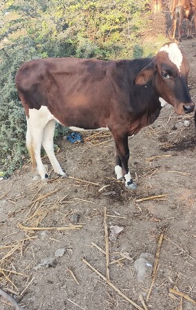 थंबनेल 3