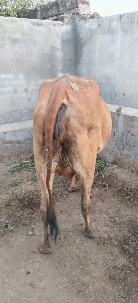 થંબનેલ 2