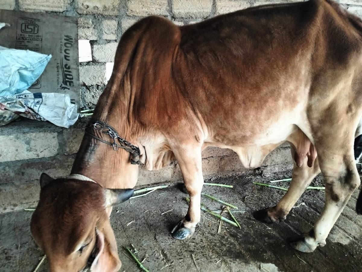 થંબનેલ 2