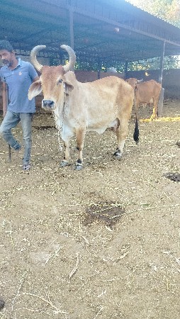 ગાય વેચવાની છે