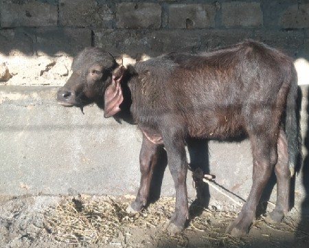 ભેંસ વેચવાની છે