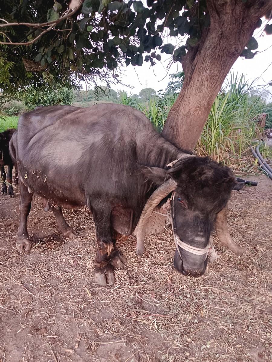 થંબનેલ 1