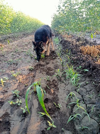 વેચવાનો છે