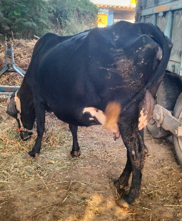 થંબનેલ 4