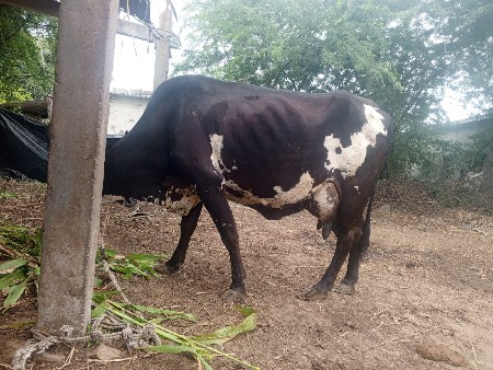 ગાય વેચવાની છે
