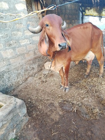 થંબનેલ 3