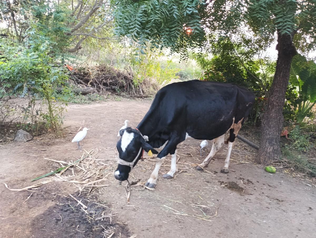 થંબનેલ 2