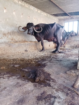 થંબનેલ 2