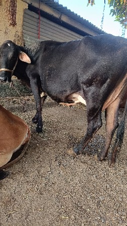 ગાય વેશવાની સે