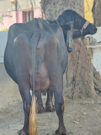 થંબનેલ 3