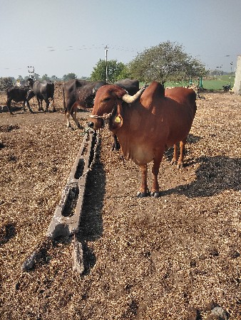 થંબનેલ 2