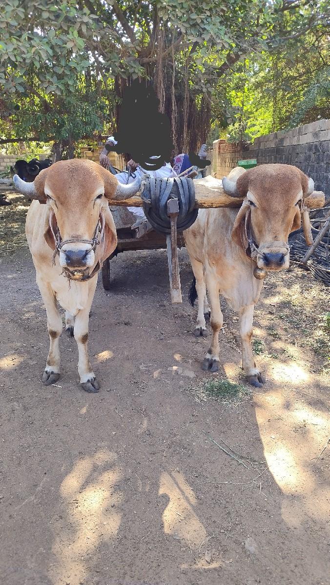 બળદ વેચવાના છે