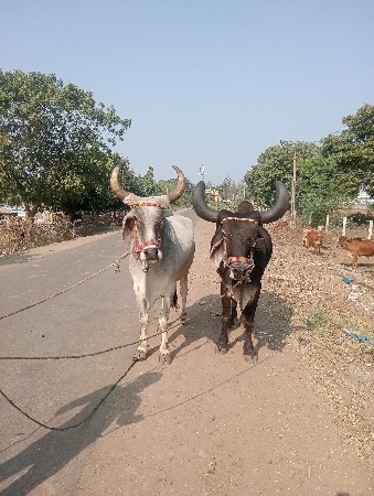 ચાર,ધરના,બે,બરધ