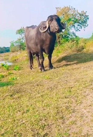 ભેંસ વેચવાની છે