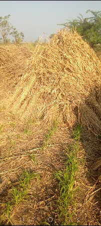 નીરણ વેચવા ની છે.