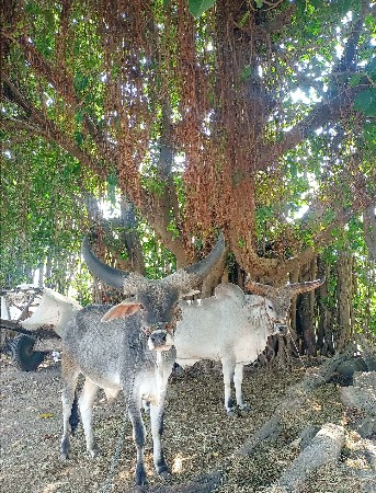 બળદ વેચવા ના છે