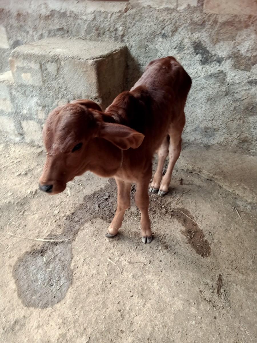 ગીર ગાય 4 લીટરદૂધછે 9106635171