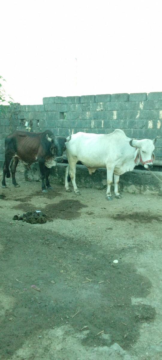 ગોઢલા વેચવાના છે