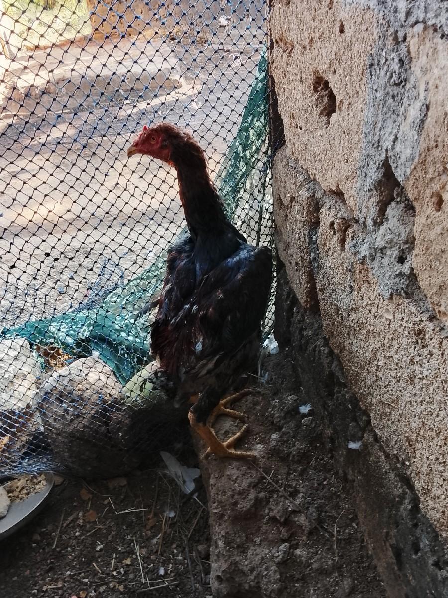 થંબનેલ 3