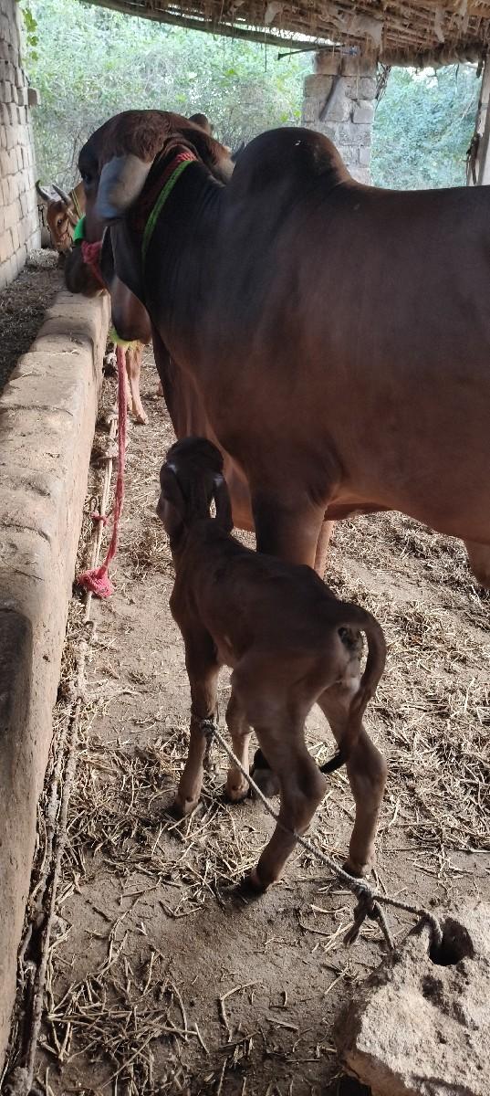 થંબનેલ 3