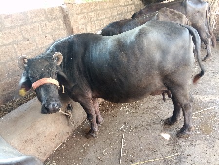 थंबनेल 2