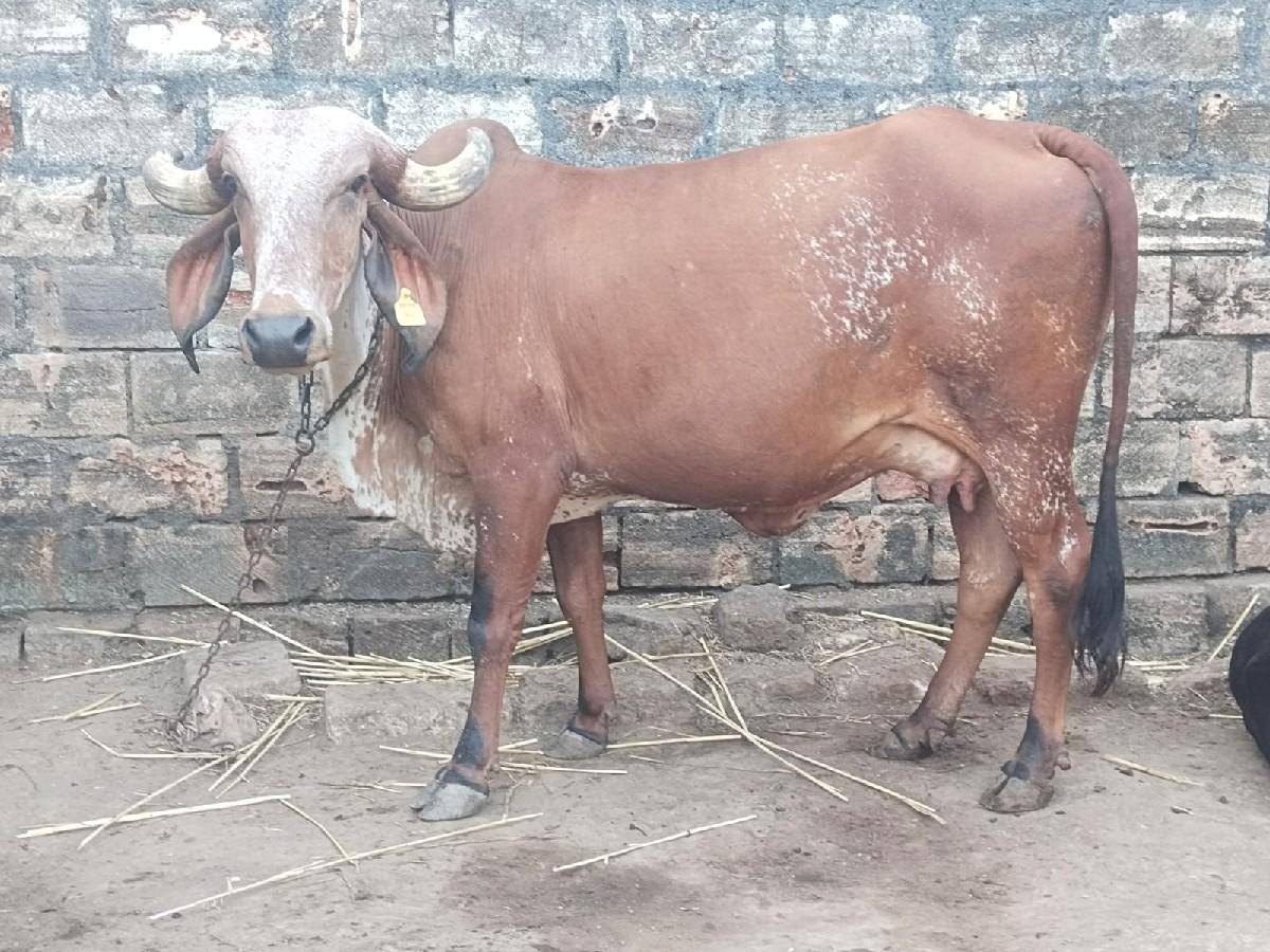 ગાય વેચવાની શે