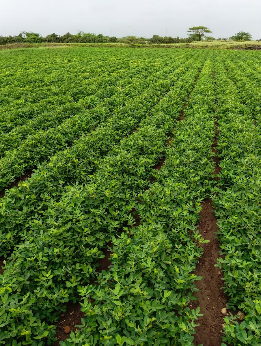 22...નંબર.મગફળિ સાવ કોરિ