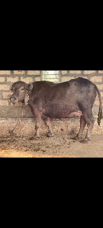 પેલ વેતરી ખળેલી વેચવાની છે