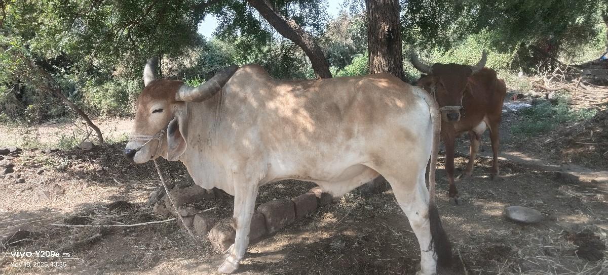 ઇમરાન બાપુ સવૅદી  ૯૧૦૬૯ ૨૬૦૨૯