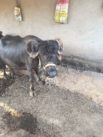 थंबनेल 2