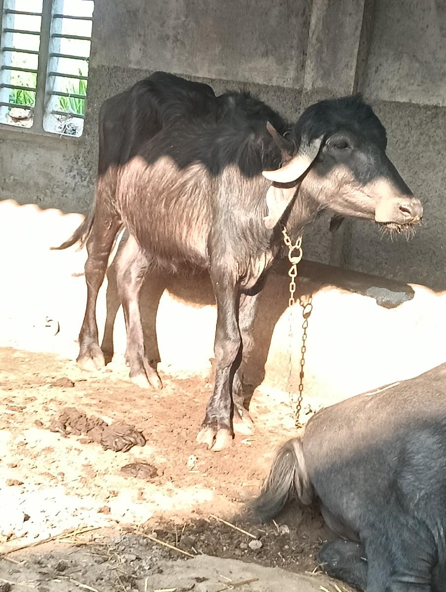 અઢી વર્ષની ખળેલી છે વેચવાની છે