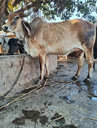 ગાય વેચવાની છે