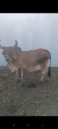 થંબનેલ 3