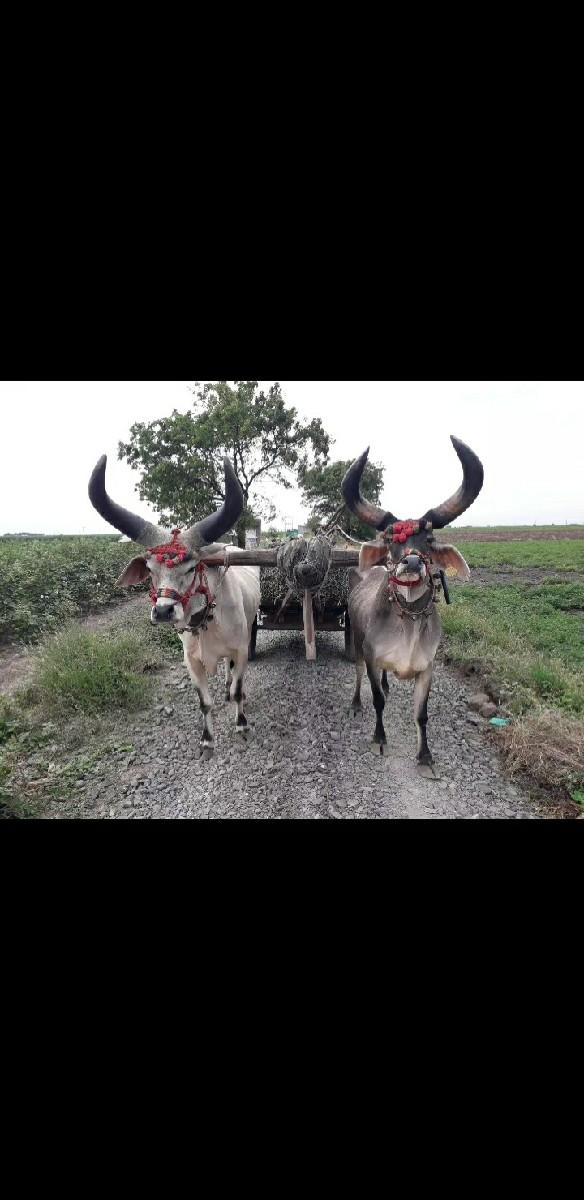 બરદવેચવાનાછેબેયબાજૂહાલે