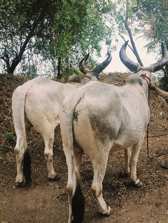 બળદ વેચવાના છે