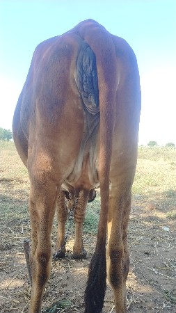 ગાય વેચવાની છે