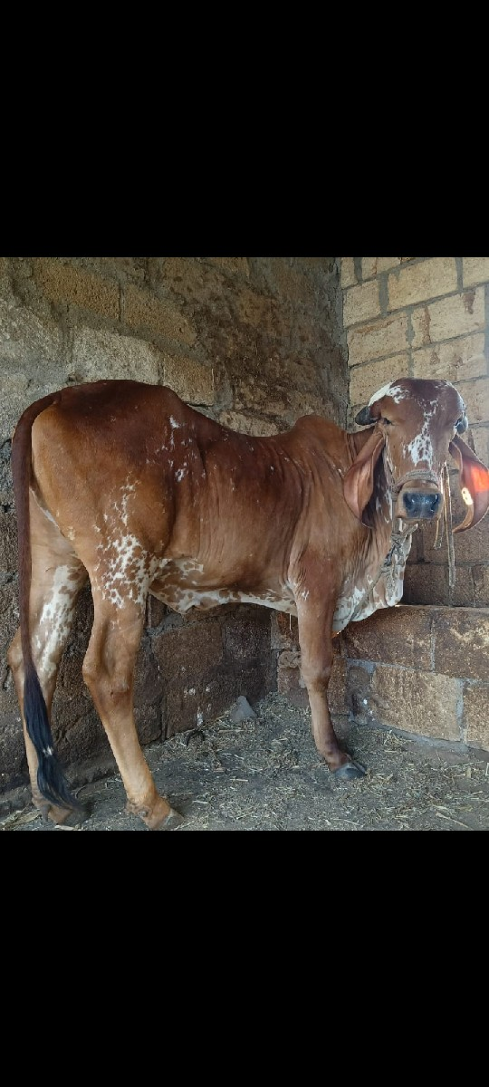 ગીર ગાય વેચવાની છે