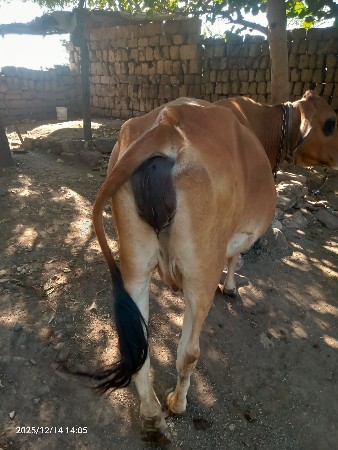 थंबनेल 3